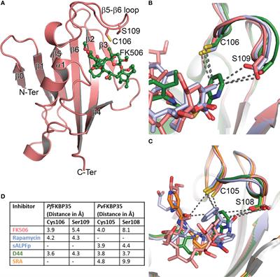 Structural insights into Plasmodium PPIases